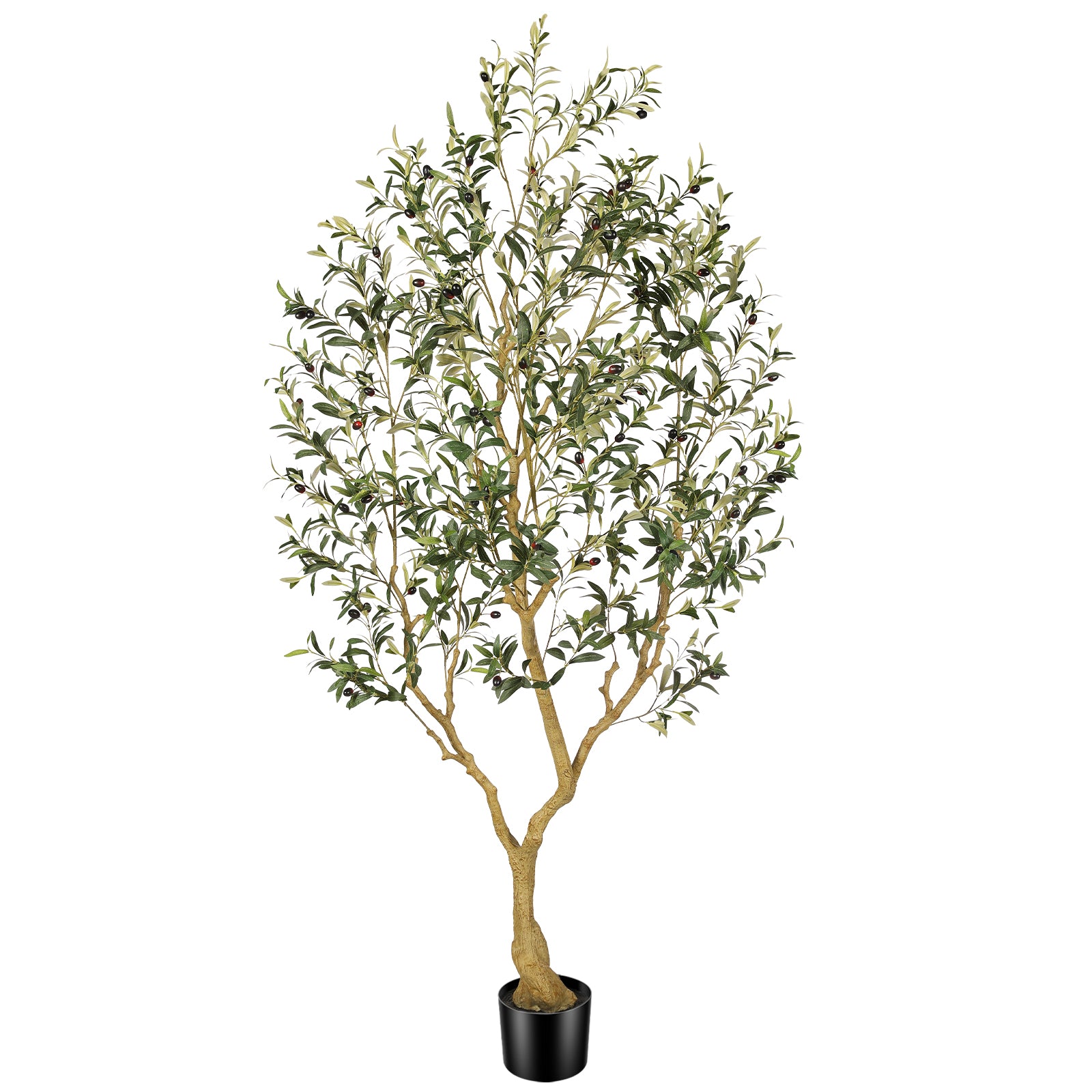 7ft Large Olive Tree