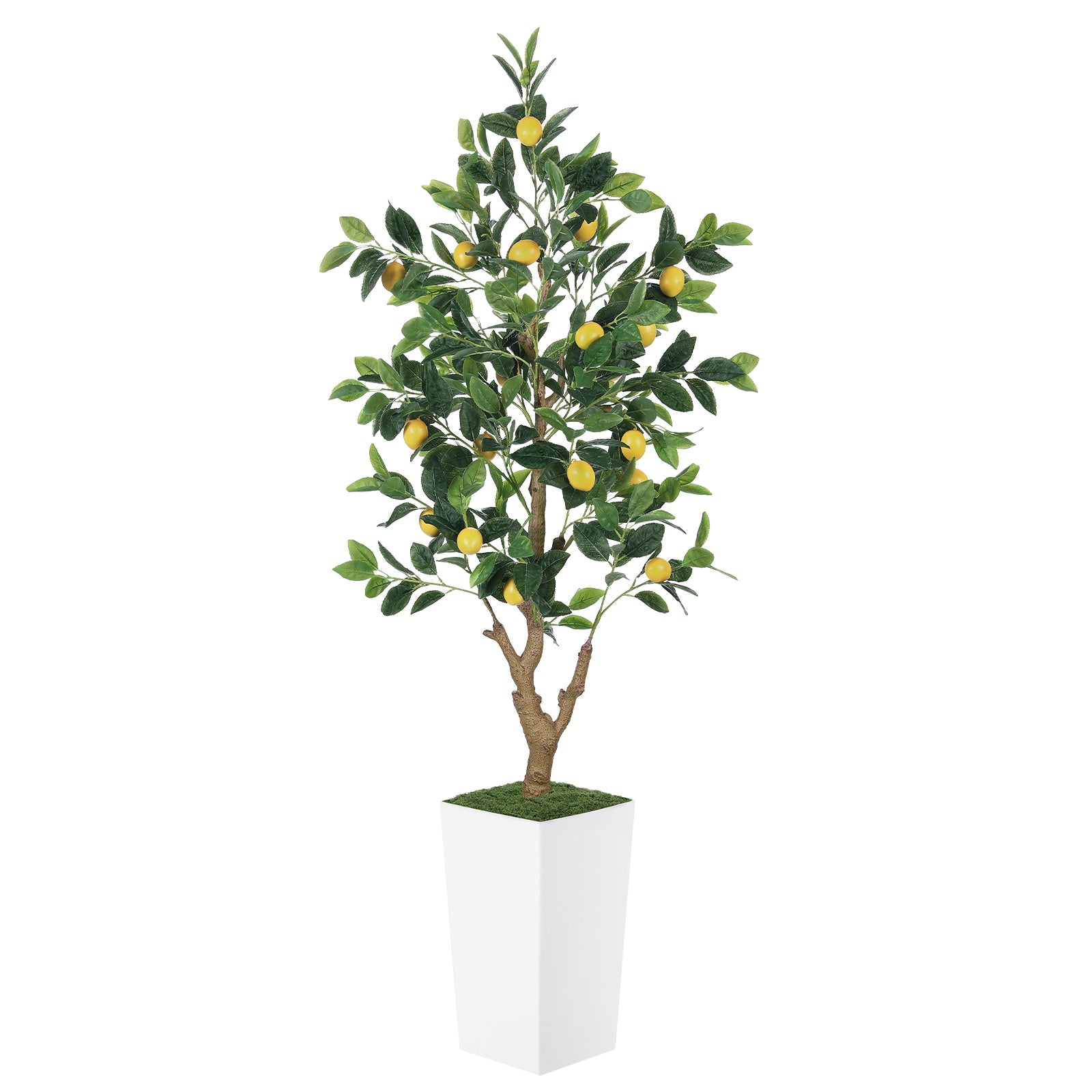 5ft Lemon Tree with White Pot