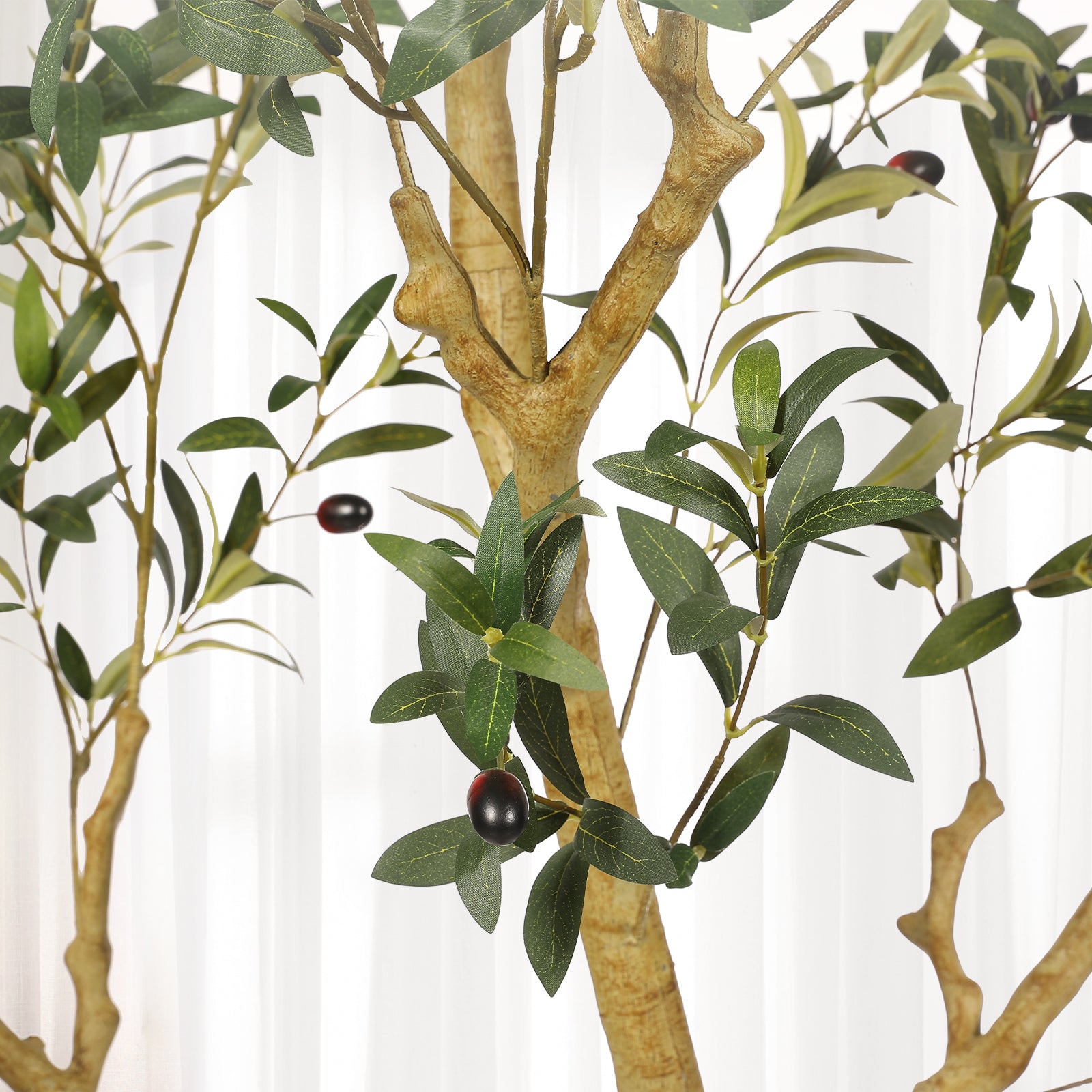 7ft Large Olive Tree