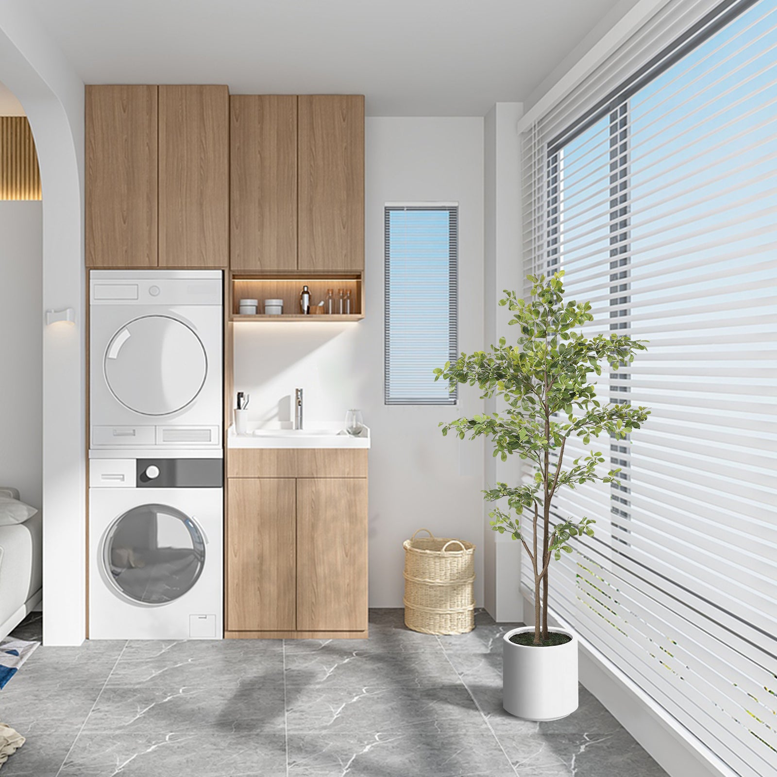 6ft Black Olive Tree