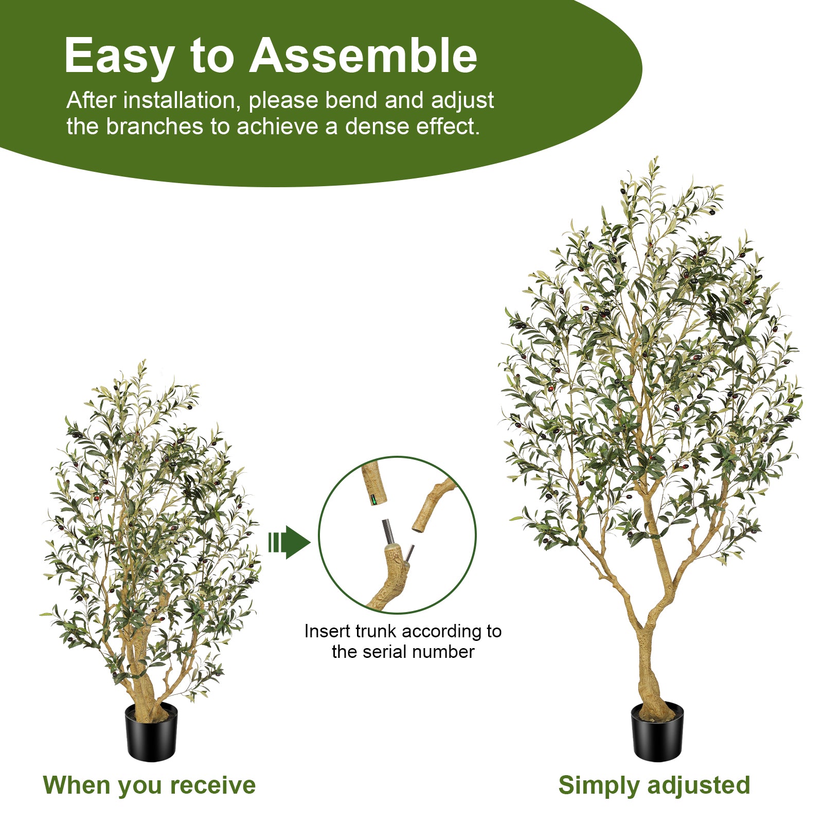 7ft Large Olive Tree