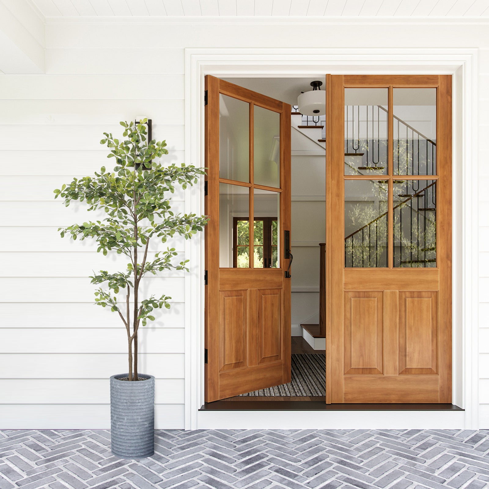 6ft Black Olive Tree