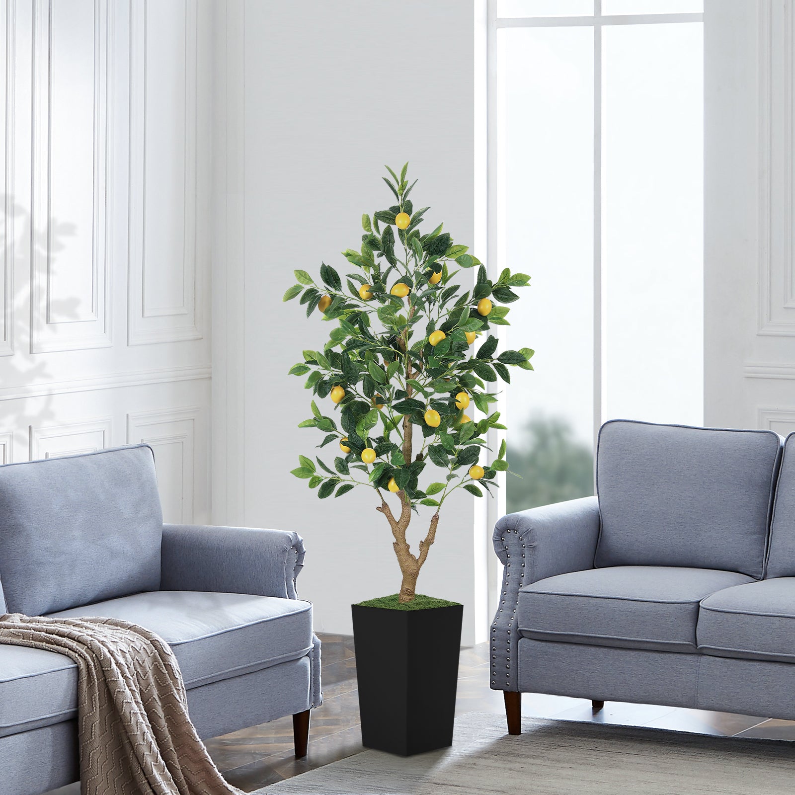 5ft Lemon Tree with Black Pot