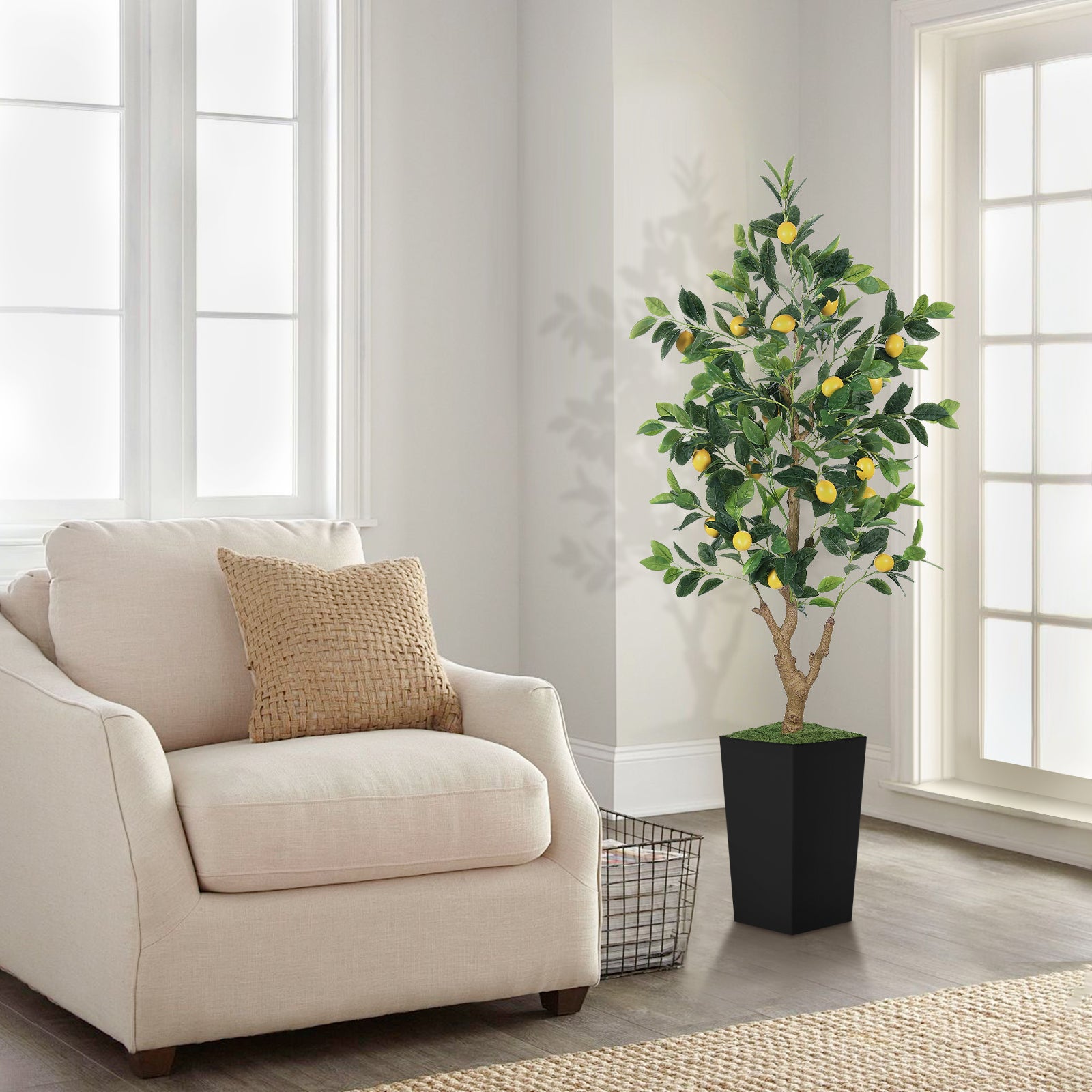 5ft Lemon Tree with Black Pot