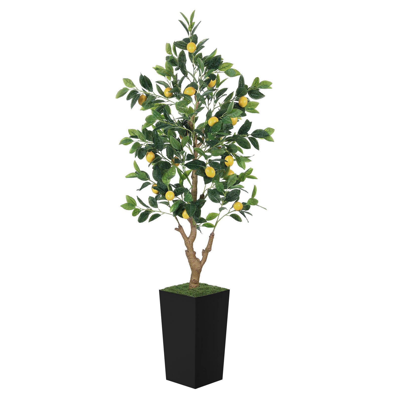 5ft Lemon Tree with Black Pot