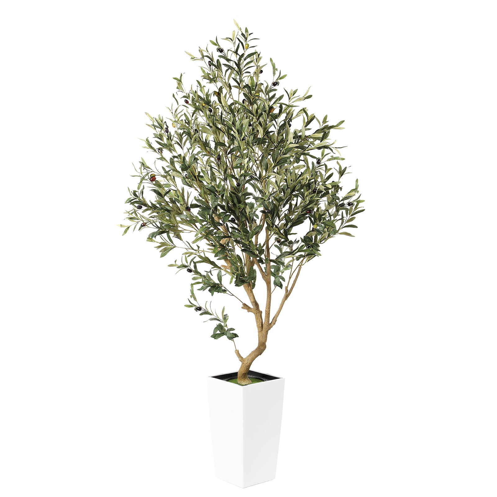 5.5ft Olive Tree with White Tall Planter
