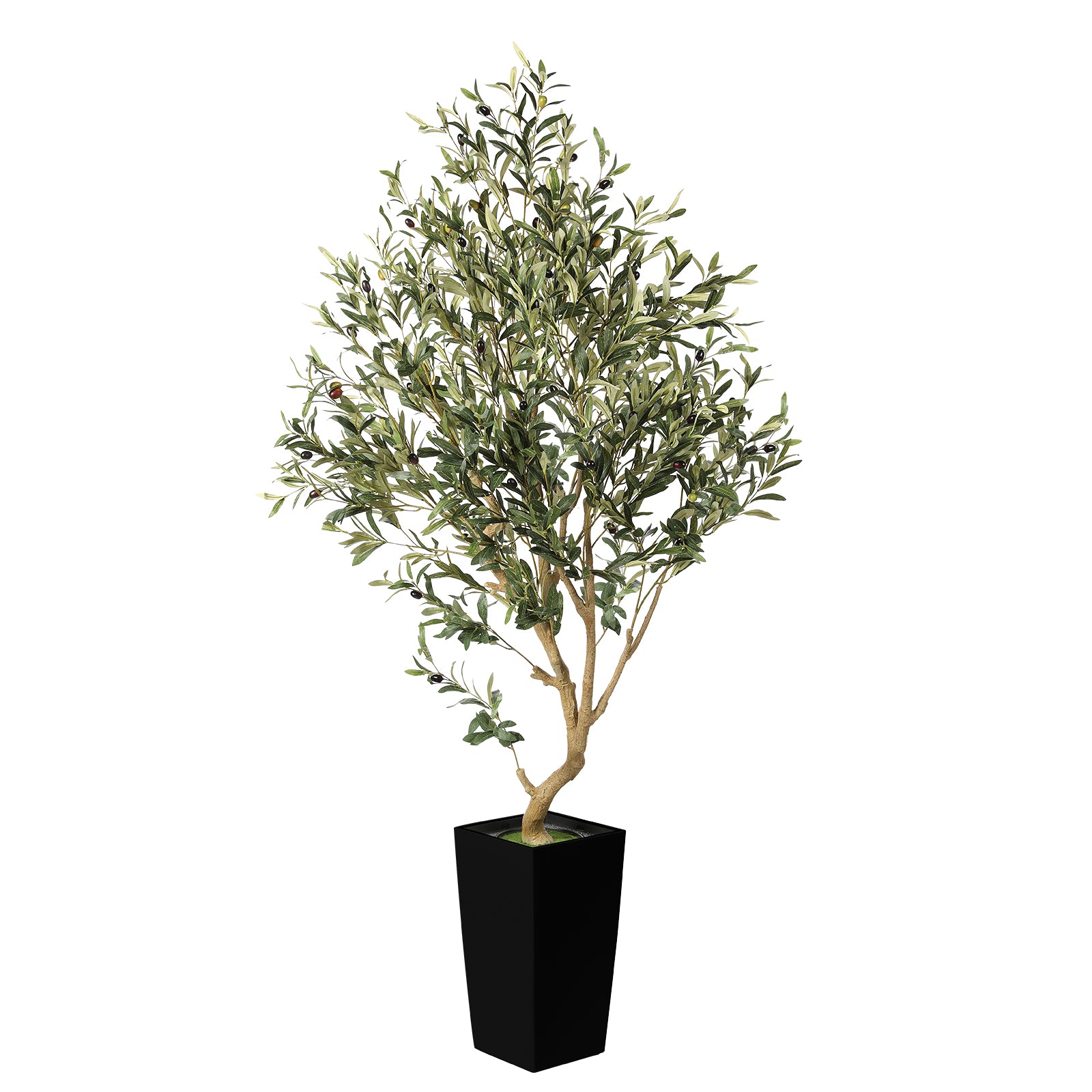 5.5ft Olive Tree with Black Tall Planter