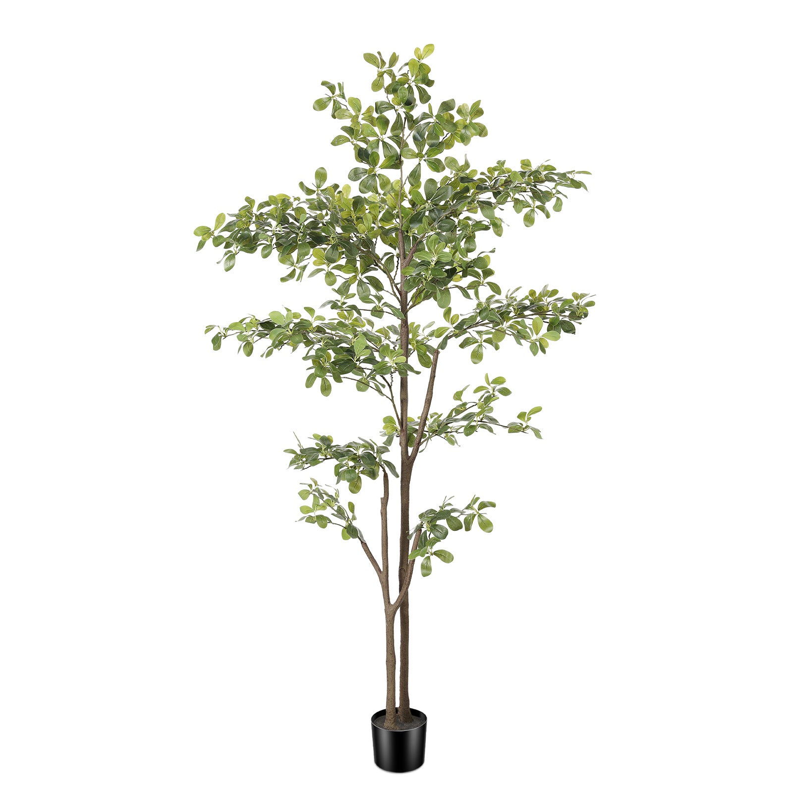 6ft Black Olive Tree