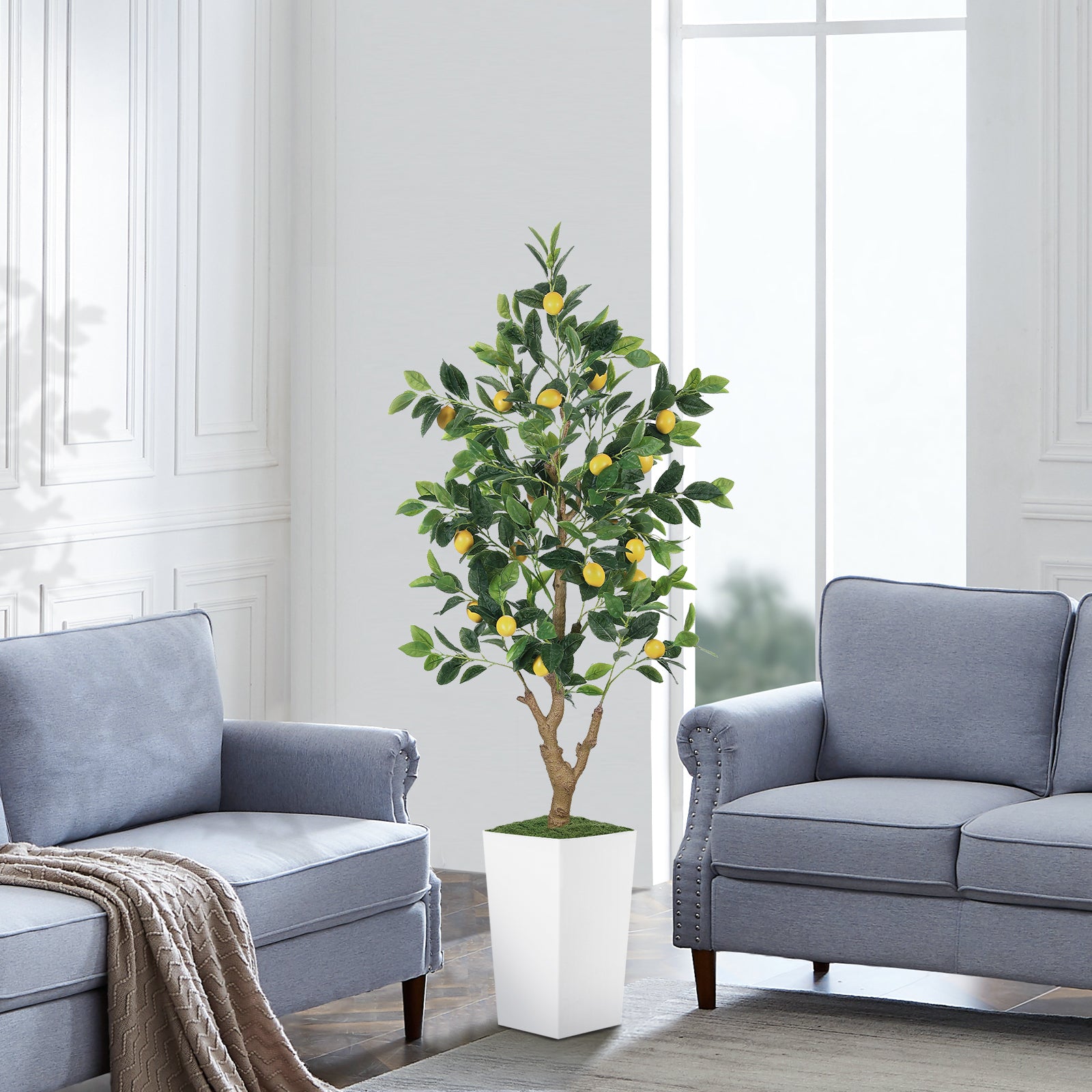 5ft Lemon Tree with White Pot